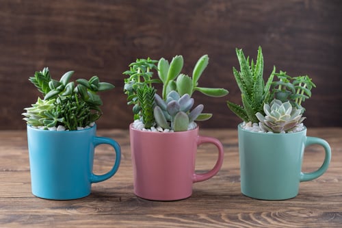 A row of three differently colored coffee mugs used as plant pots filled with a variety of succulent plants.